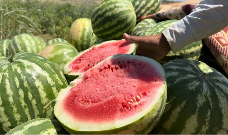 Şanlıurfada yerli karpuzun hasadına başlandı