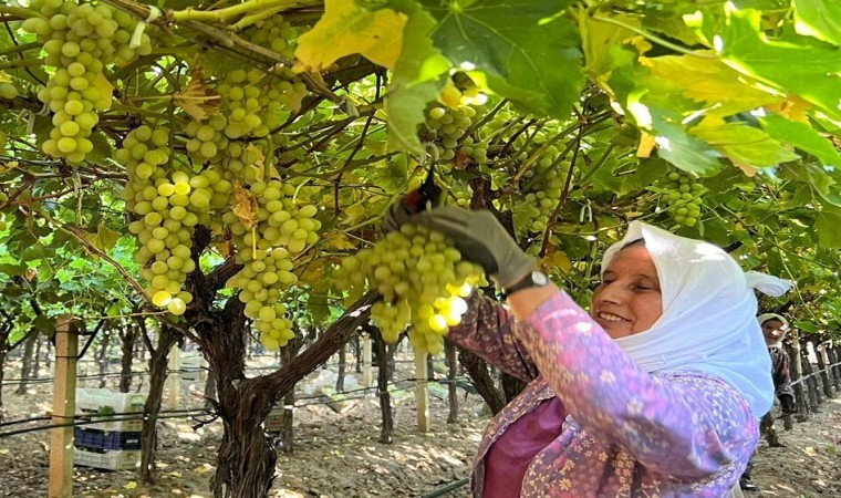 Sarıgölde üzüm hasadı başladı