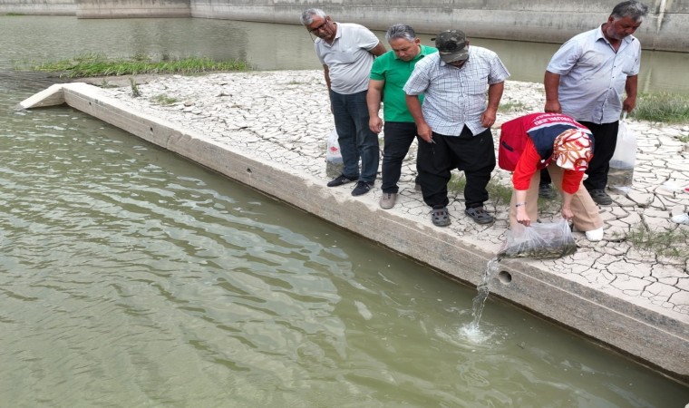 Savrun çayına 19 Bin 800 Sazan balığı yavrusu bırakıldı