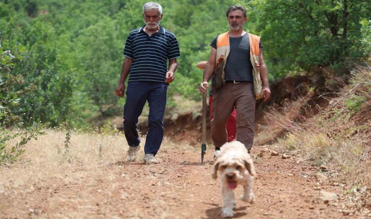 Şehir şehir gezerek köpeğiyle ‘kara elmas arıyor