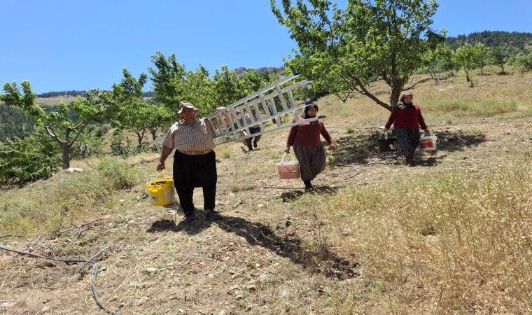 Sıcak hava kiraz hasadını erken tamamlattı