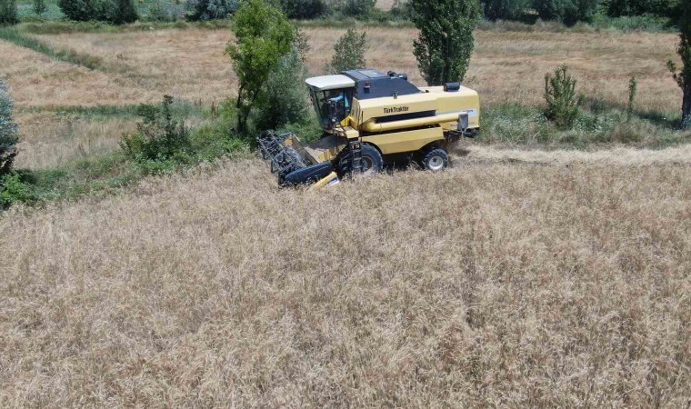 Sivasın Adanasında hububat hasadı başladı