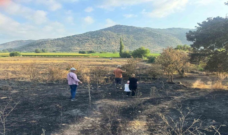 Sökede yangından etkilenen 500 dekarlık zeytinlik alanında hasar tespiti yapıldı