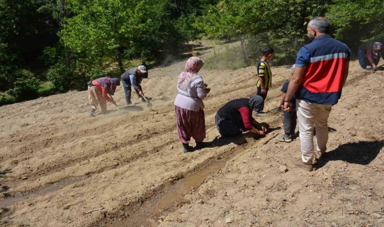 Tavşanlıda Ölmez otu fide teslimi ve dikim işleri yapıldı