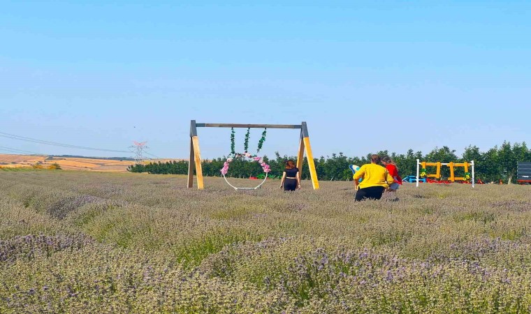 Tekirdağ 4üncü Lavanta Günleri başlıyor