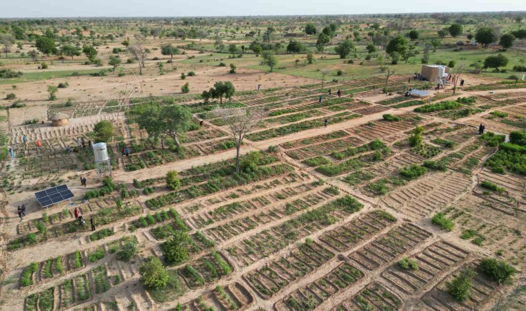 TİKA Nijerde 100 kadın yararına sebze ve moringa üretim bahçesi kurdu