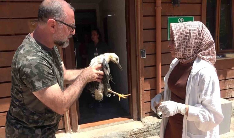 Tokattan İstanbula getirilen yaralı yavru leylek hayvanat bahçesine teslim edildi