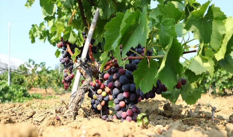 Trakya İlkeren üzümünün hasadı başladı