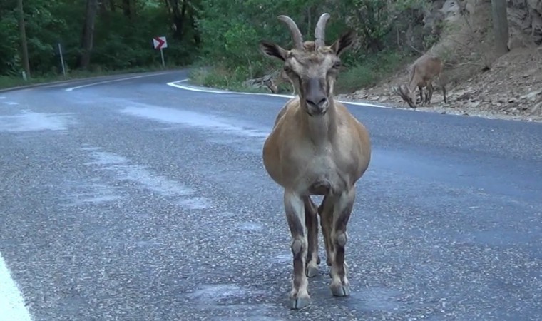 Tuncelide tuz için karayoluna inen koruma altındaki yaban keçileri görüntülendi