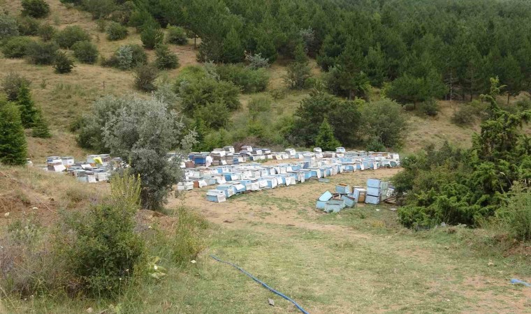 Türkiyenin ilk milli parkında “Bal Ormanı” oluşturuldu