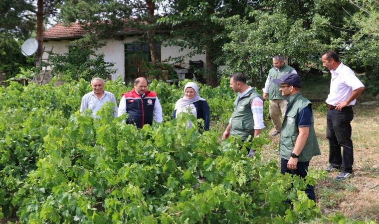 Üzümlü de dolu zarar verdi