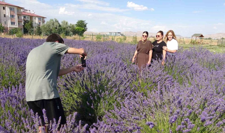 Vanda rengarenk tıbbi bitkilerin hasadı yapıldı