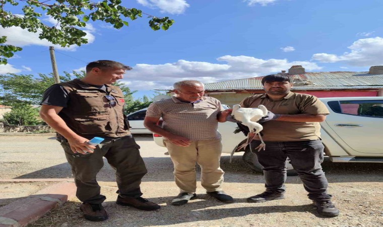 Yaralı bulunan kerkenez ve leylek tedavi altına alındı