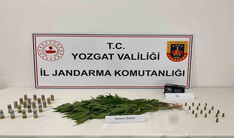 Yozgatta 14 kök kenevir ele geçirildi