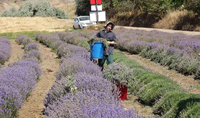 Yozgatta hububata alternatif olarak ekilen lavanta üreticinin gözdesi oldu