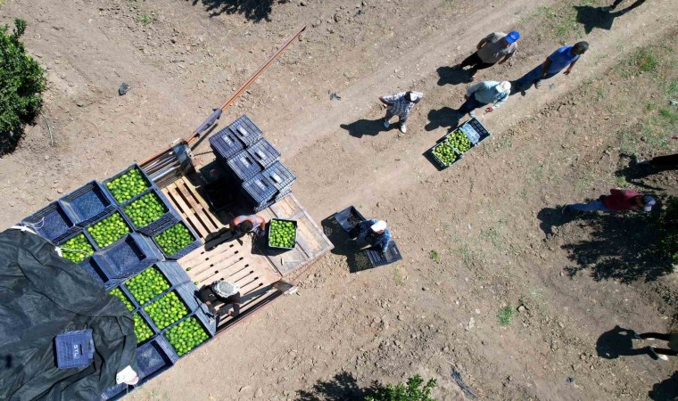 Adanada limonun fiyatını düşürecek hasat başladı