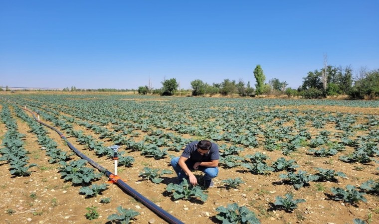 Afyonkarahisarda brokoli alanları incelendi