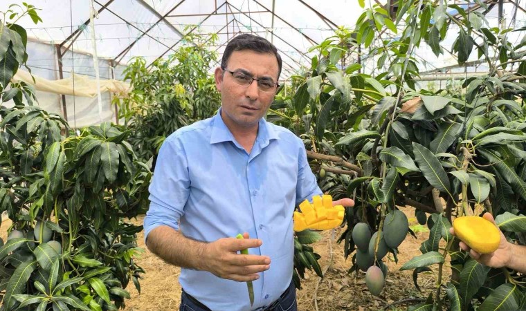 Alanyada mango hasadı başladı