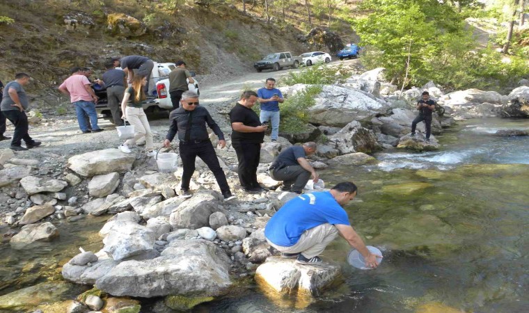 Alara Çayına 5 bin adet kırmızı benekli alabalık salındı