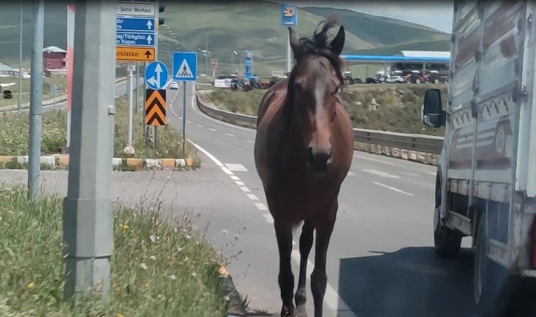 Ardahanda kara yoluna inen başıboş atlar tehlike saçıyor