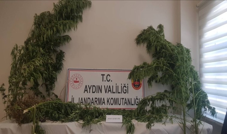 Aydında 44 kök kenevir ele geçirildi