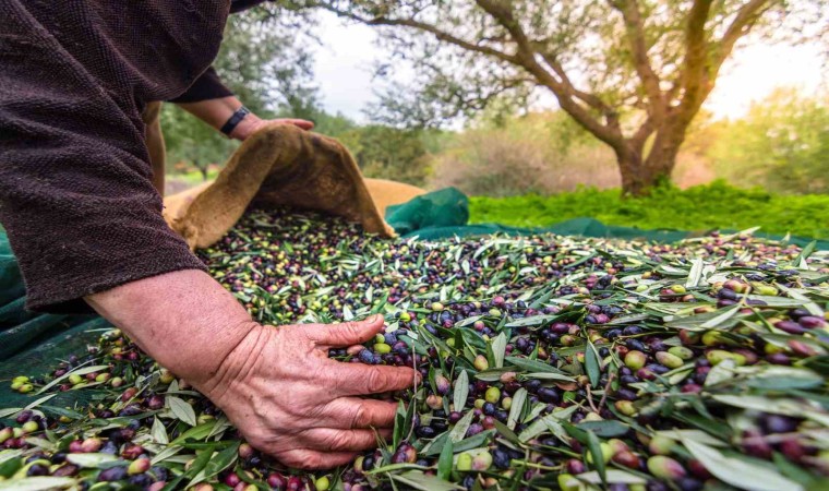 Aydının önemli ürünlerinden sofralık zeytin, ihracatta 200 milyon dolara koşuyor