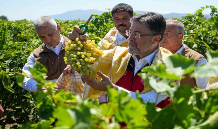 Bakan Yumaklı Manisada üzüm hasat etti