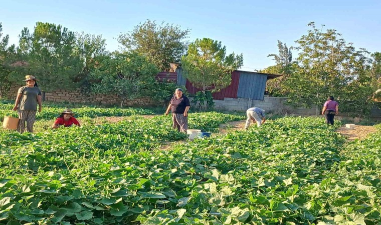 Başmakçının kornişon salatalığı Avrupa sofralarını süslüyor