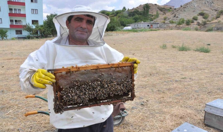 Batmanda organik kara kovan balında hasat başladı