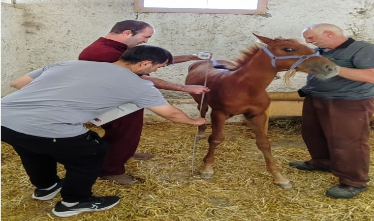 Bilecikte hayata gözlerini açan tayların tescil işlemleri yapıldı