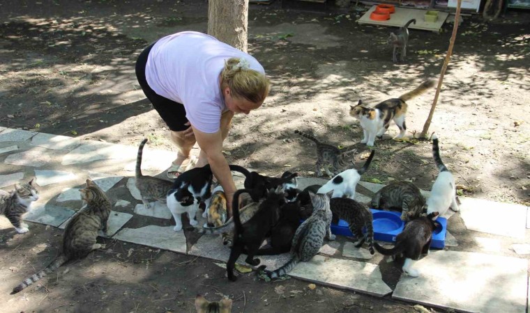 Bir sesine onlarca kedi koşuyor