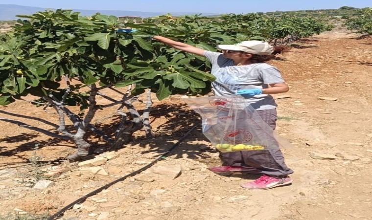 Bozdoğanda incir üreticilerine hasat öncesi pestisit denetimi