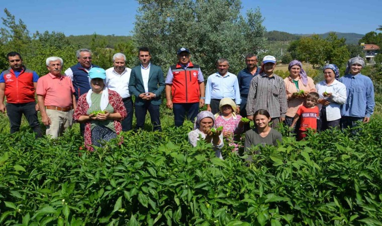 Bozdoğanda turşuluk kardolua biber çeşidinin ilk hasadı yapıldı