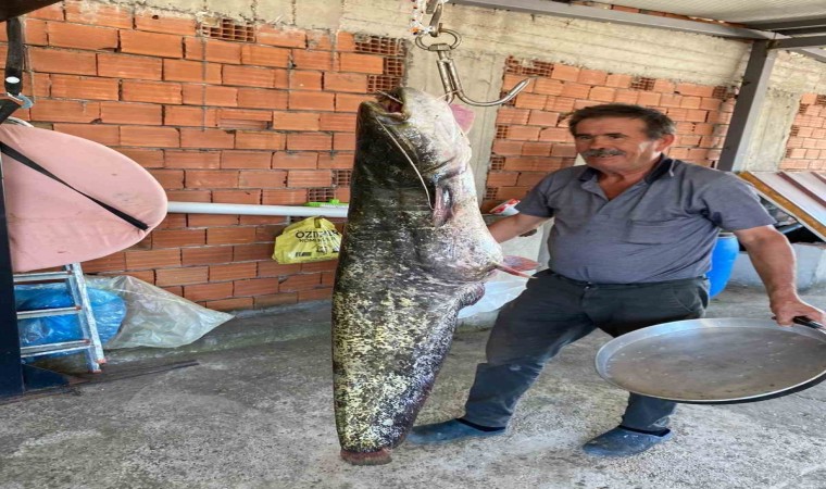 Bursada barajda 87 kilogramlık balık yakalandı