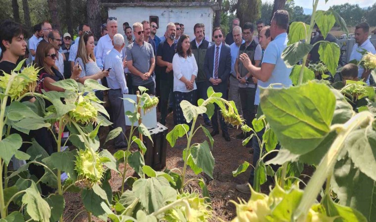 Çanakkalede yerli ve milli ayçiçeği hasadı başladı