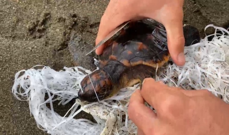 Cankurtaranlar çuvala dolanan caretta carettayı kurtardı