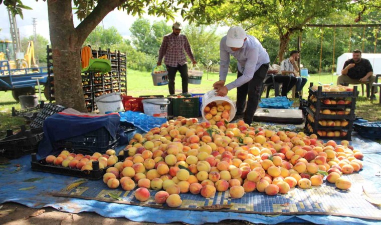 Çarşamba Ovasında şeftali hasadı