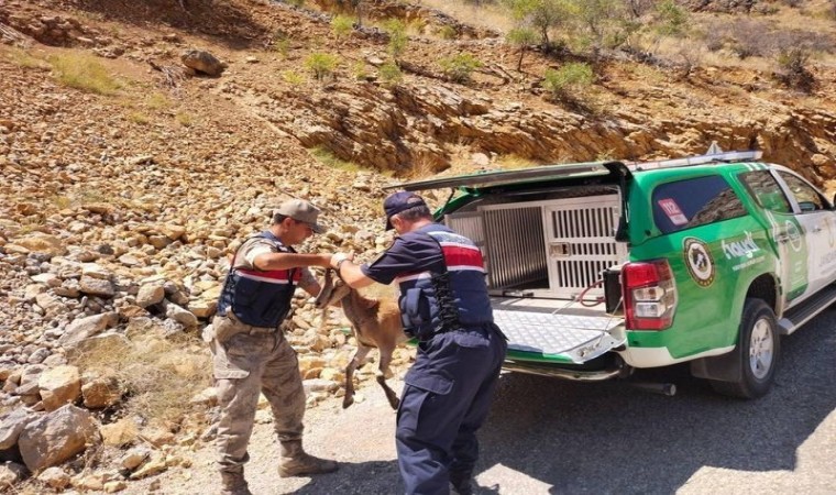 Çevre Doğa ve Hayvan Koruma timinden yaban keçisine yardım eli