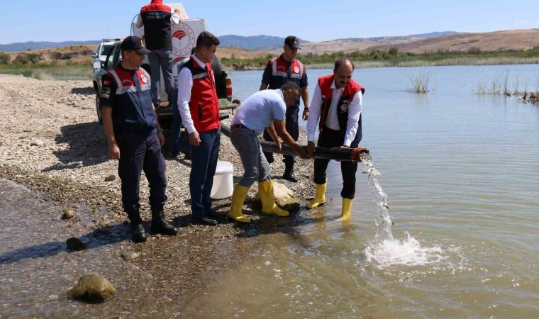 Çorumda baraj ve sulama göletlerine 1 milyon 215 bin yavru balık salındı