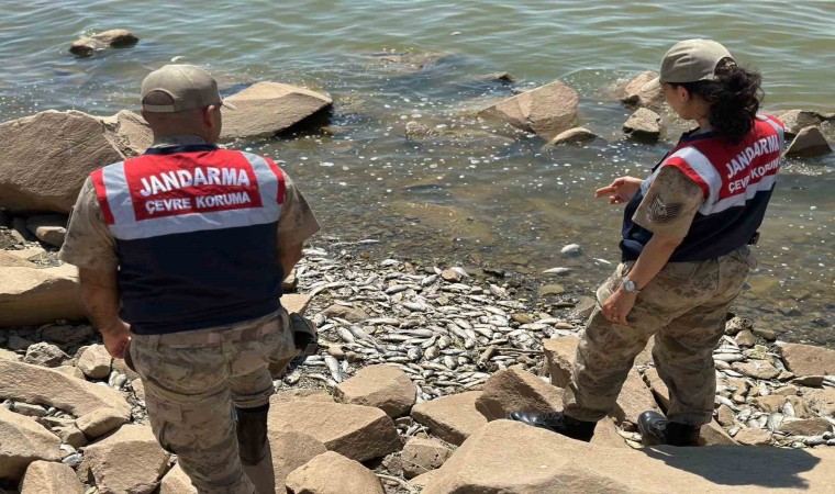 Diyarbakırda baraj kıyısında çok sayıda ölü ‘Asya Sazanı bulundu