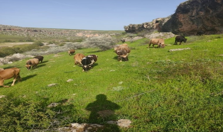 Diyarbakırda hayvancılıkla uğraşan ailenin 5 ineği çalındı