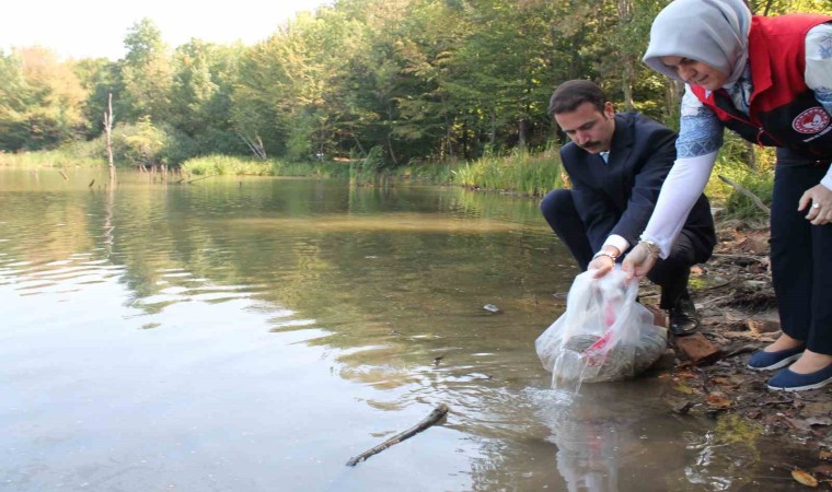 Düzcede göl ve göletlere 35 bin sazan bırakıldı