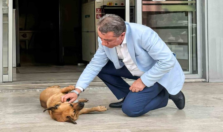 Efelerde sahiplendirme kampanyası başladı, ilk desteği Başkan Yetişkin verecek