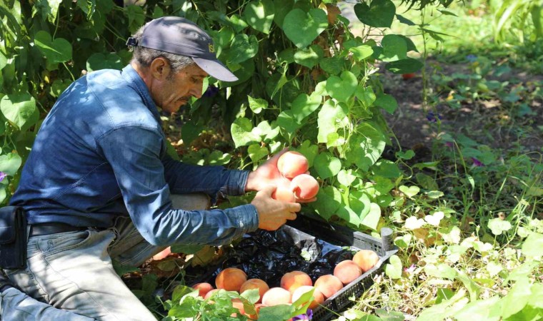 Elazığda şeftali hasadı devam ediyor