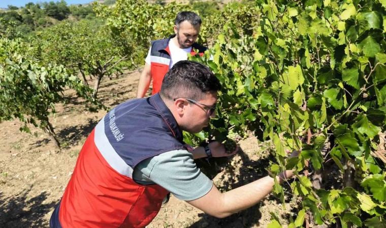 Emette üreticiler Antep fıstığı ve üzüm hastalık ve zararlıları konusunda bilgilendirildi