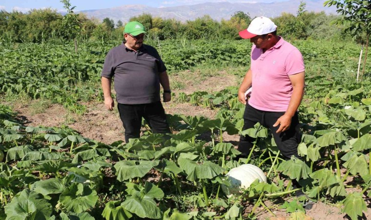 Erzincan tarım sektörü, renkli görüntülere sahne oluyor