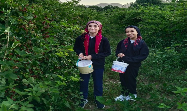 Erzincanda böğürtlen hasadı başladı