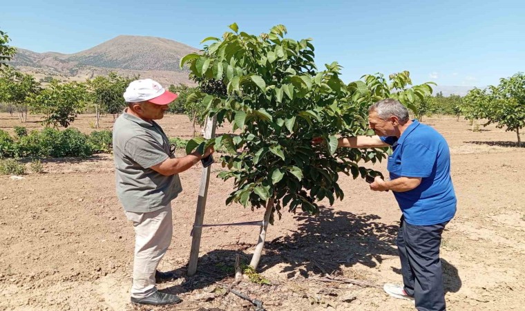 Erzincanda ceviz yetiştiriciliği artıyor