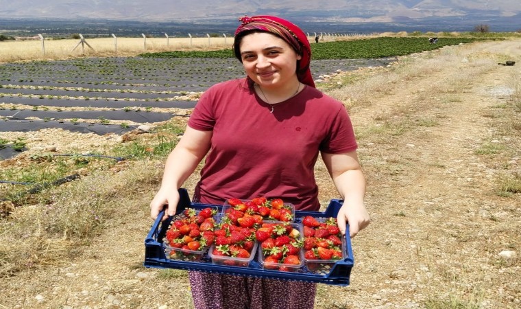 Erzincanda ikinci çilek hasadı başladı