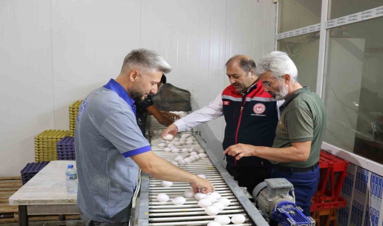 Erzincanda tam otomatik tesislerde üretilen yumurtalar tarıma değer katıyor